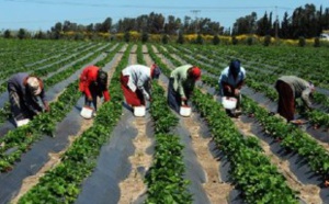 La région de Rabat-Salé-Kénitra contribue à hauteur de  15% à la VA agricole La région de Rabat-Salé-Kénitra contribue à hauteur de  15% à la VA agricole