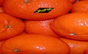 L'Office tient son Conseil d'administration à Casablanca L'Office tient son Conseil d'administration à Casablanca