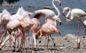 Insolite : Mangeurs de flamants roses