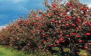 Appel à inclure le projet d'arboriculture fruitière du MCC au « Plan Vert »