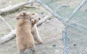 En Ukraine, une deuxième vie pour des ours maltraités