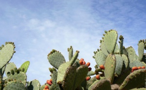 Contrôle et éradication de la Cochenille du cactus au Maroc