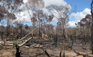 Le Mozambique en guerre contre l'exploitation illégale de ses forêts