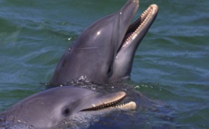 Les dauphins sauvages plus malades que ceux en captivité