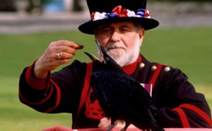 Insolite : Les corbeaux gardiens