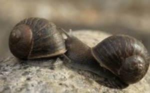 Insolite : Apparier un escargot gaucher