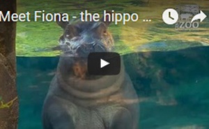 Fiona, l'hippopotame avec des millions de fans