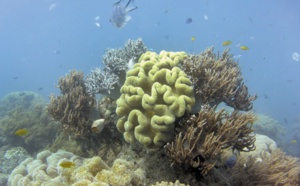 Pêche fantastique dans les abysses