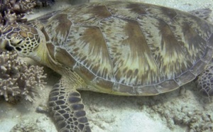 Médicaments et herbicides dans le sang des tortues de la Grande barrière