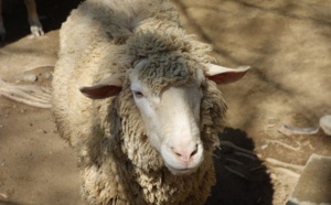 Insolite : Un logiciel pour  reconnaître les  moutons malheureux