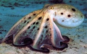 Le quota global pour la saison d’été fixé à 12.000 tonnes : Ouverture de la pêche au poulpe à Boujdour