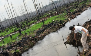 La disparition des tourbières tropicales accélère le réchauffement