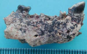 La lignée commune entre l'homme et les singes serait originaire d'Asie La lignée commune entre l'homme et les singes serait originaire d'Asie