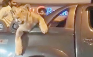 Insolite : Virée en voiture avec une lionne