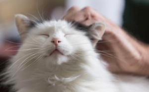 Comment le chat est devenu l'animal de compagnie numéro un
