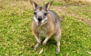 Insolite : Wallaby errant
