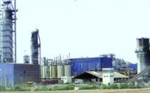 100.000 tonnes de betterave à sucre risquent de pourrir à Sidi Bennour : Grave pénurie de fuel industriel à la Cosumar