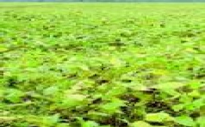 Soja et cancer du sein  : Effet protecteur ou proliférateur ? Soja et cancer du sein  : Effet protecteur ou proliférateur ?