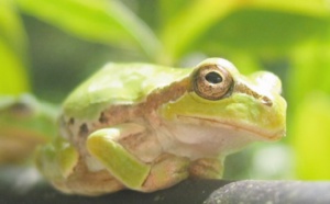 Des milliers d'espèces de grenouilles grâce aux dinosaures