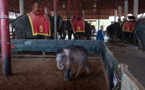 En Thaïlande, envers du décor sombre pour les "éléphants à touristes"