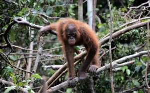 Chute alarmante de la population d'orangs-outangs de Bornéo