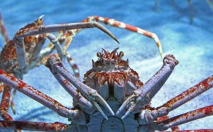 Chez l'araignée de mer,  le sang et l'oxygène  circulent grâce  aux intestins
