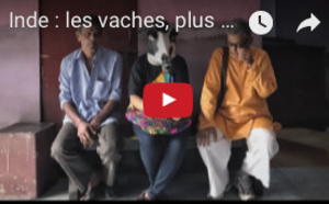 Actuelles: Inde : les vaches, plus sacrées que les femmes ?
