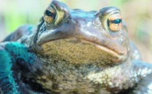 Insolite : Saisie de crapauds