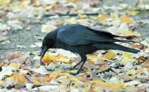 Les corbeaux comme les humains et les grands singes capables d'anticiper