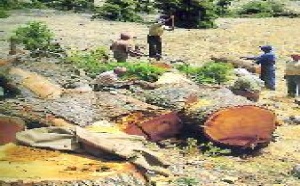 11,3 millions de tonnes de bois-énergie sont consommés chaque année  : La forêt marocaine mise à mal