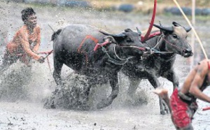 Insolite : ​Courses de buffles à la thaïlandaise