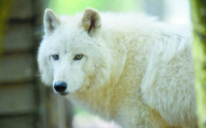 Les chiens viendraient tous d'une même population de loups