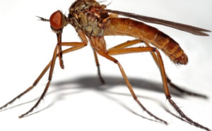 Réponses d’experts : Comment soulagerune piqûre de moustique rapidement