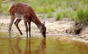 Près de Rio, remise en forme d'animaux avant leur retour à la forêt