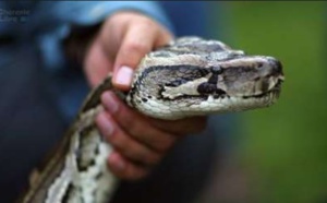 Insolite : Attaquée par son boa