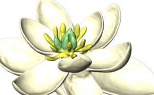 La toute première fleur était hermaphrodite