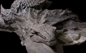 Découverte d’un nouveau dinosaure bien préservé