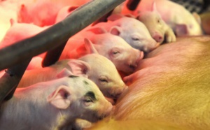 Des porcs génétiquement modifiés pour être donneurs d'organes