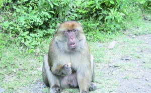 Selon des chercheurs : Le singe magot court un réel danger de disparition