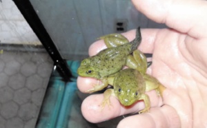 Elever et vendre des grenouilles pour lutter contre leur trafic