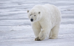 Il ne faut pas réveiller l'ours qui dort en Arctique