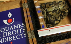 Insolite : Découverte d'un python dans les bagages d’un passager arrivé dans un aéroport parisien