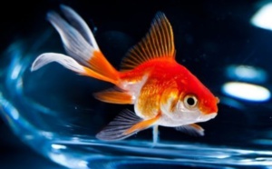 Insolite : Louer un poisson pour la nuit, l'idée insolite d'un hôtelier belge