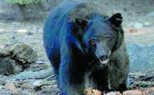 ​Un ours attaque un chasseur à l'arc dans un arbre