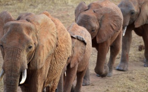 Insolite : Des éléphants noctambules