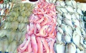 Marché de gros des produits de la mer de la métropole : Le S.O.S. des professionnels