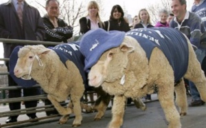 Insolite : Les moutons aiment-ils courir ou non?
