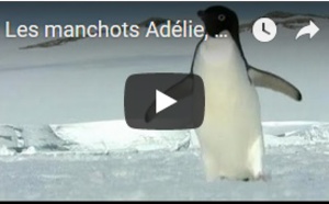 Les manchots Adélie, menacés dans l'Antarctique