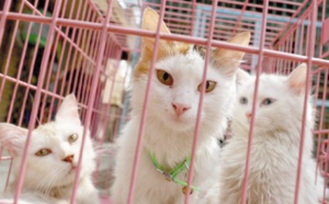 A Bagdad, des animaux des rues sauvés grâce aux réseaux sociaux