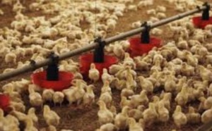 La FISA dément une décision européenne sur le refus des exportations avicoles marocaines